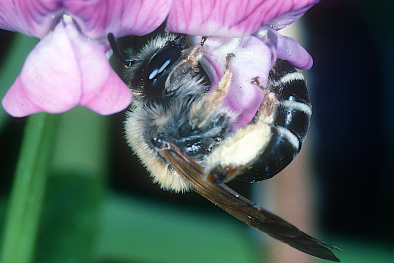 Die faszinierende Welt der Wildbienen - neue Erkenntnisse zur Biologie seltener Arten